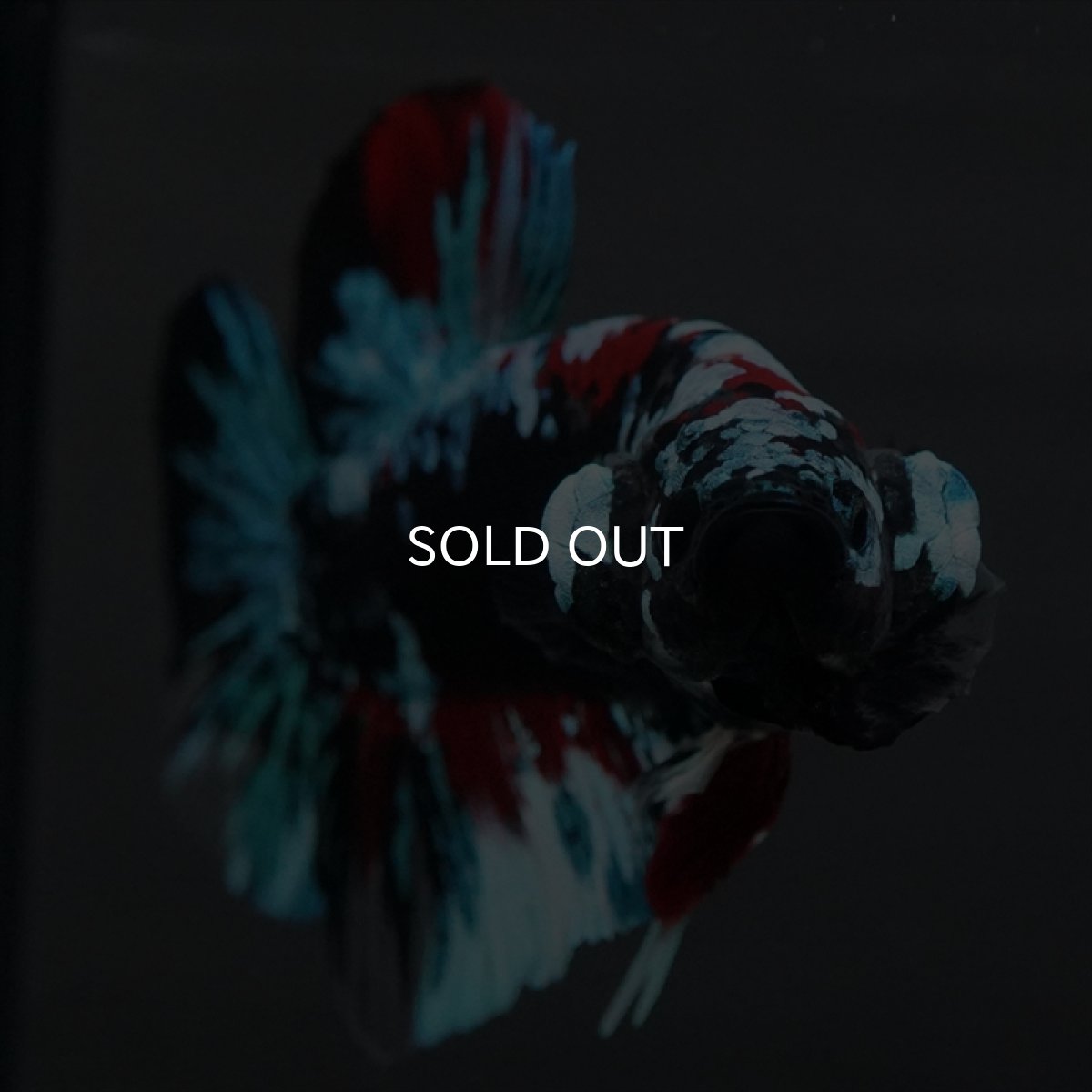 画像6: GHMPK　ブラックスター変わり柄 (6)