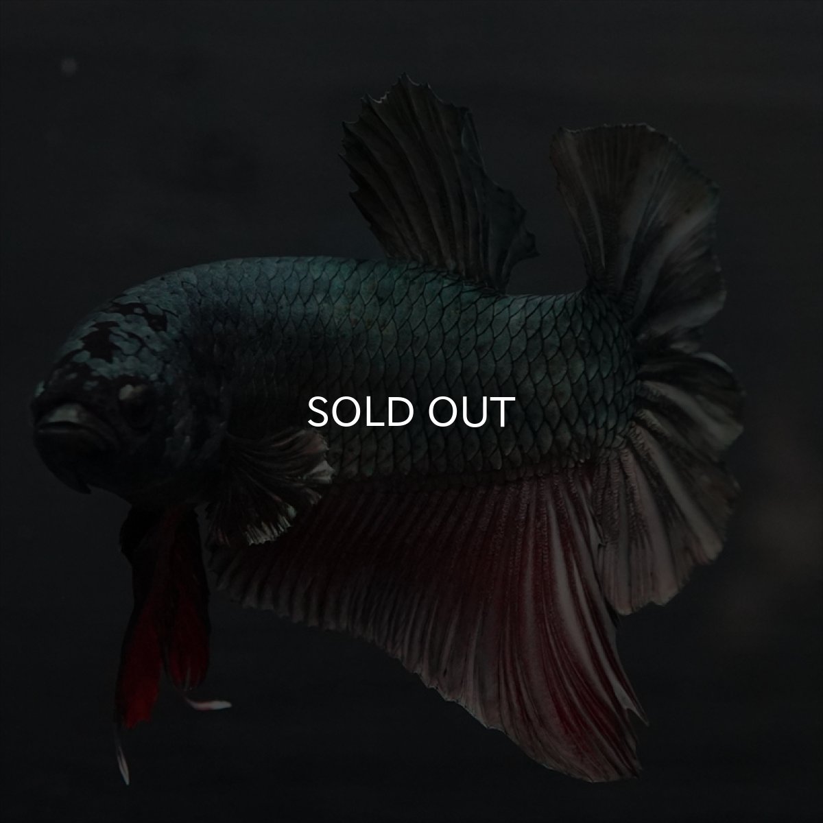 画像13: GHMPK　カッパー (13)