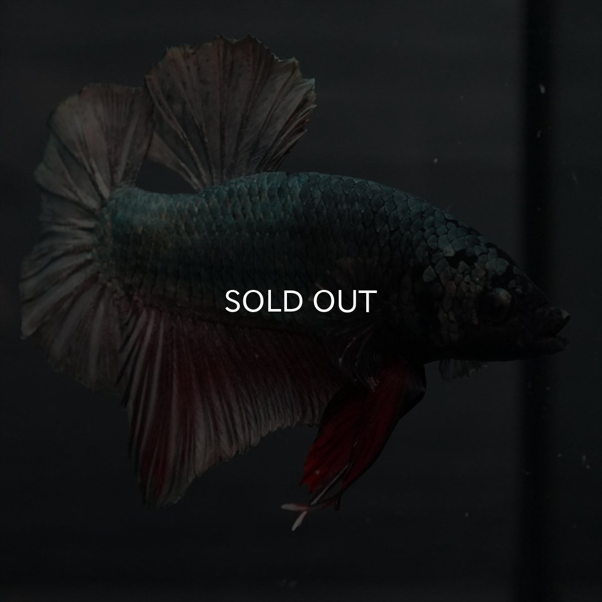 画像12: GHMPK　カッパー (12)