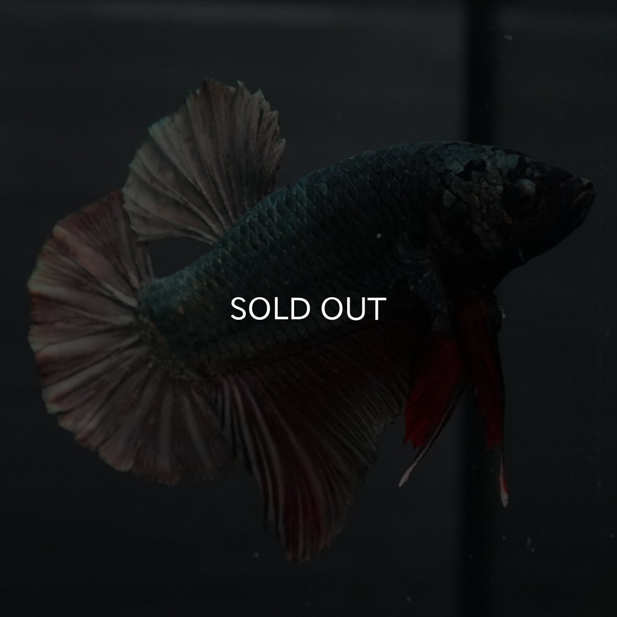 画像11: GHMPK　カッパー (11)