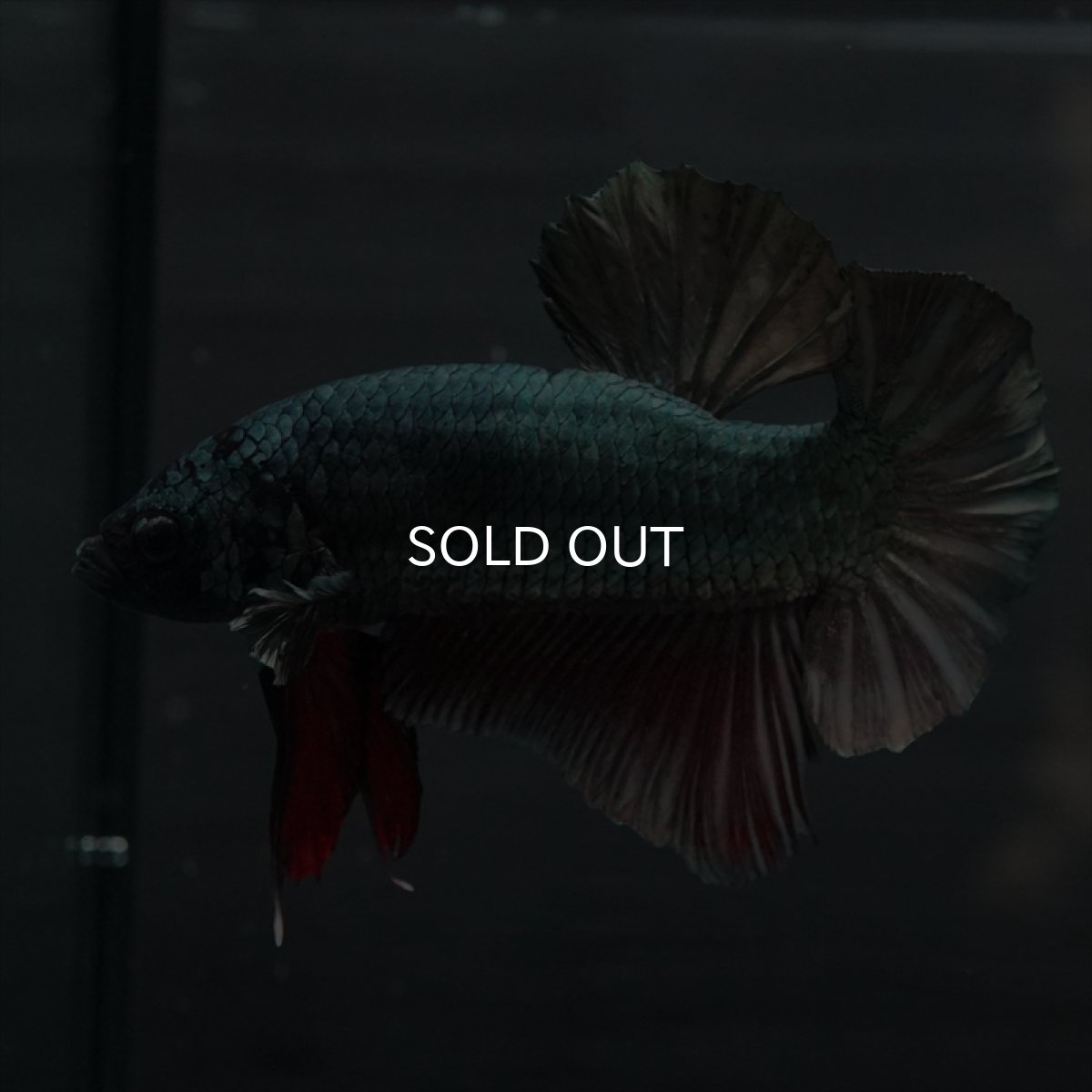 画像9: GHMPK　カッパー (9)