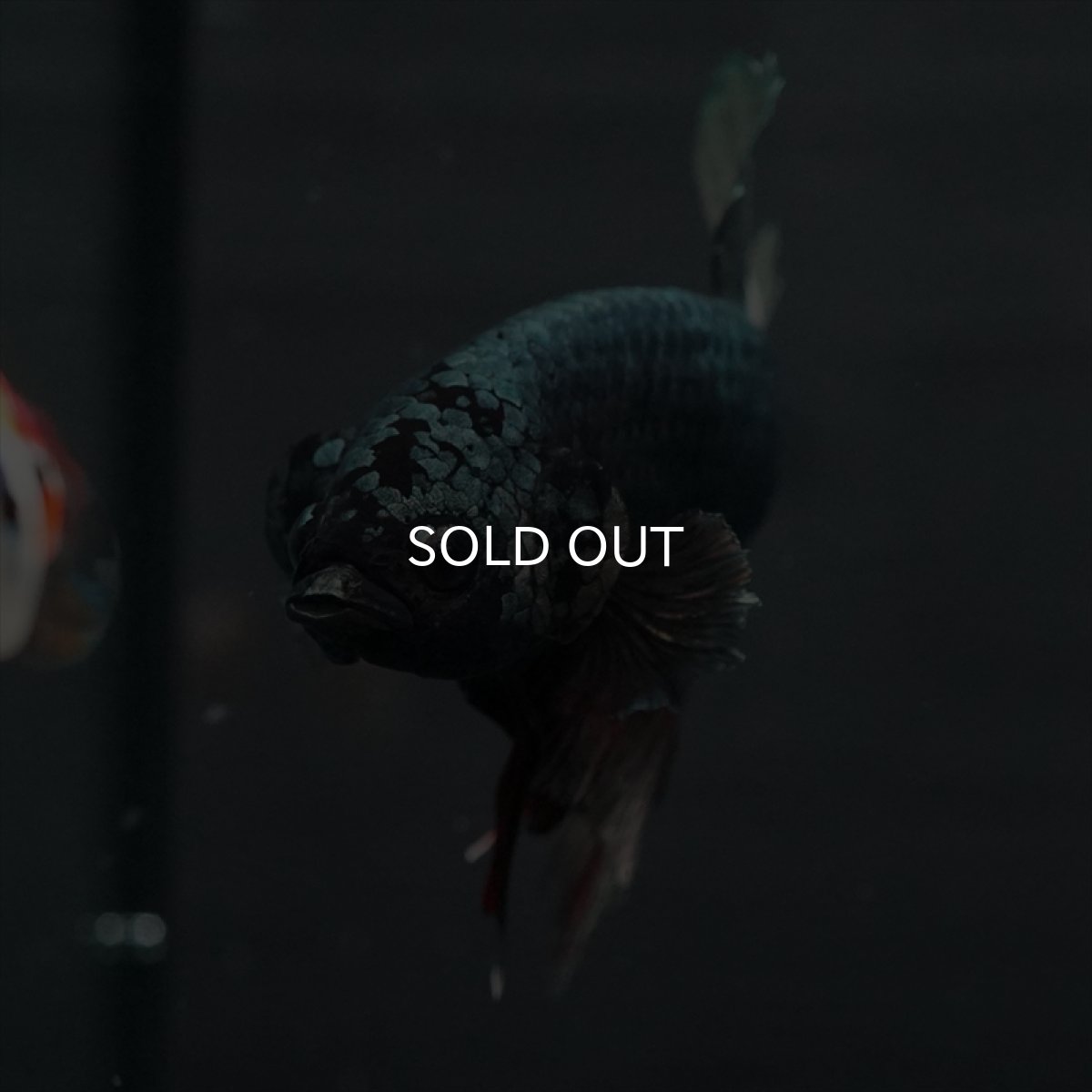 画像8: GHMPK　カッパー (8)