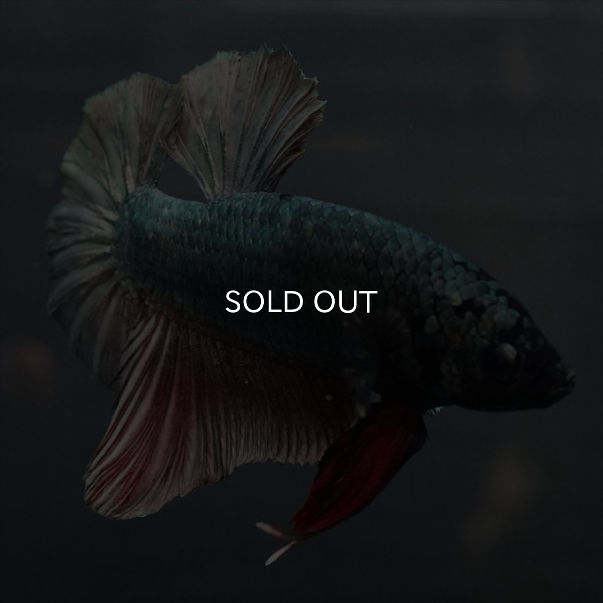 画像7: GHMPK　カッパー (7)