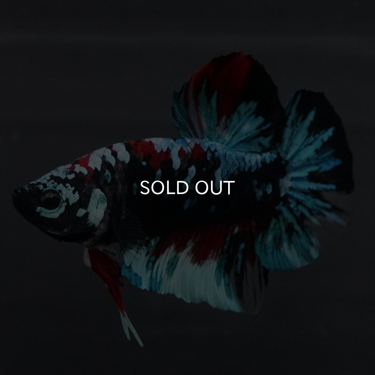 画像5: GHMPK　ブラックスター変わり柄 (5)