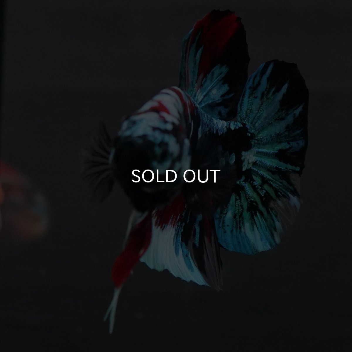 画像4: GHMPK　ブラックスター変わり柄 (4)