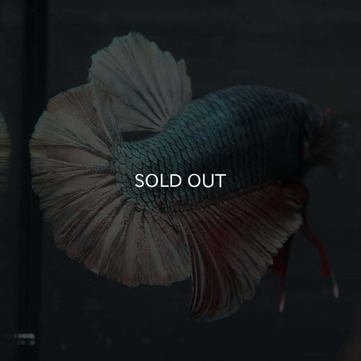 画像2: GHMPK　カッパー (2)