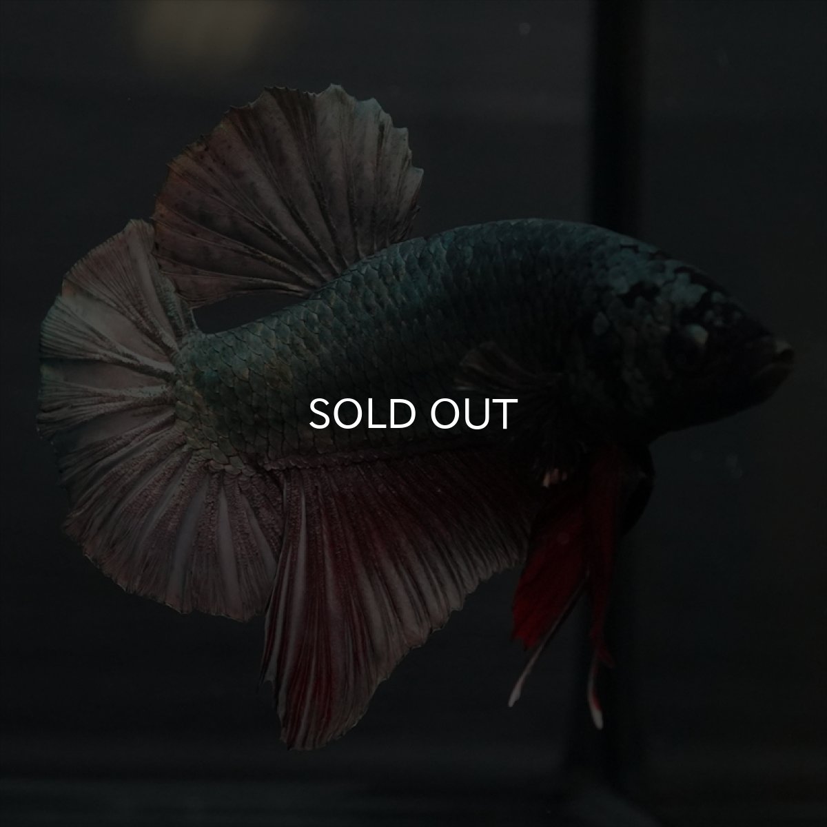 画像6: GHMPK　カッパー (6)