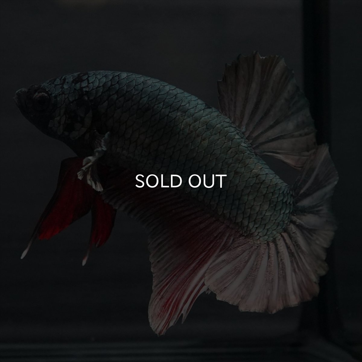 画像5: GHMPK　カッパー (5)