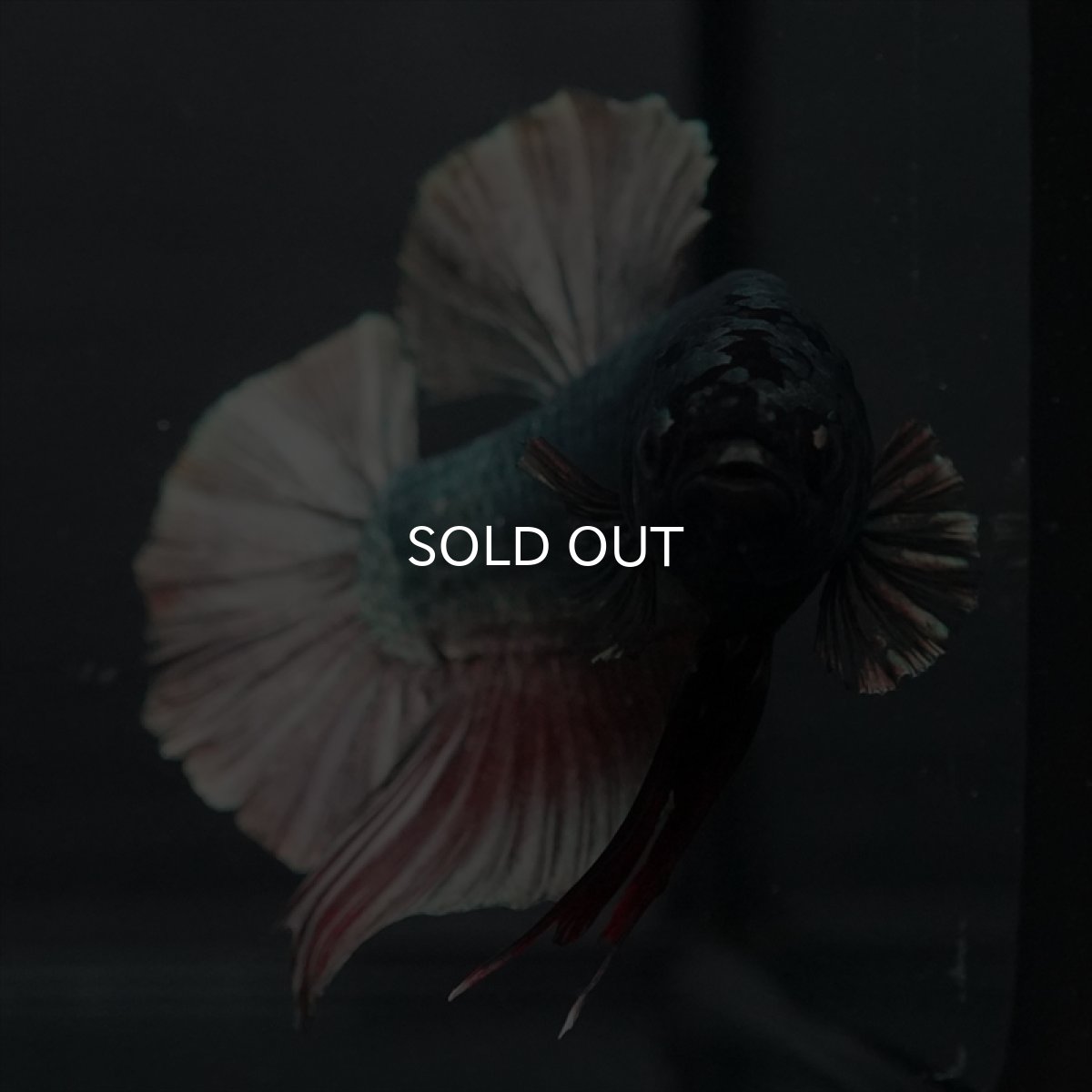 画像4: GHMPK　カッパー (4)