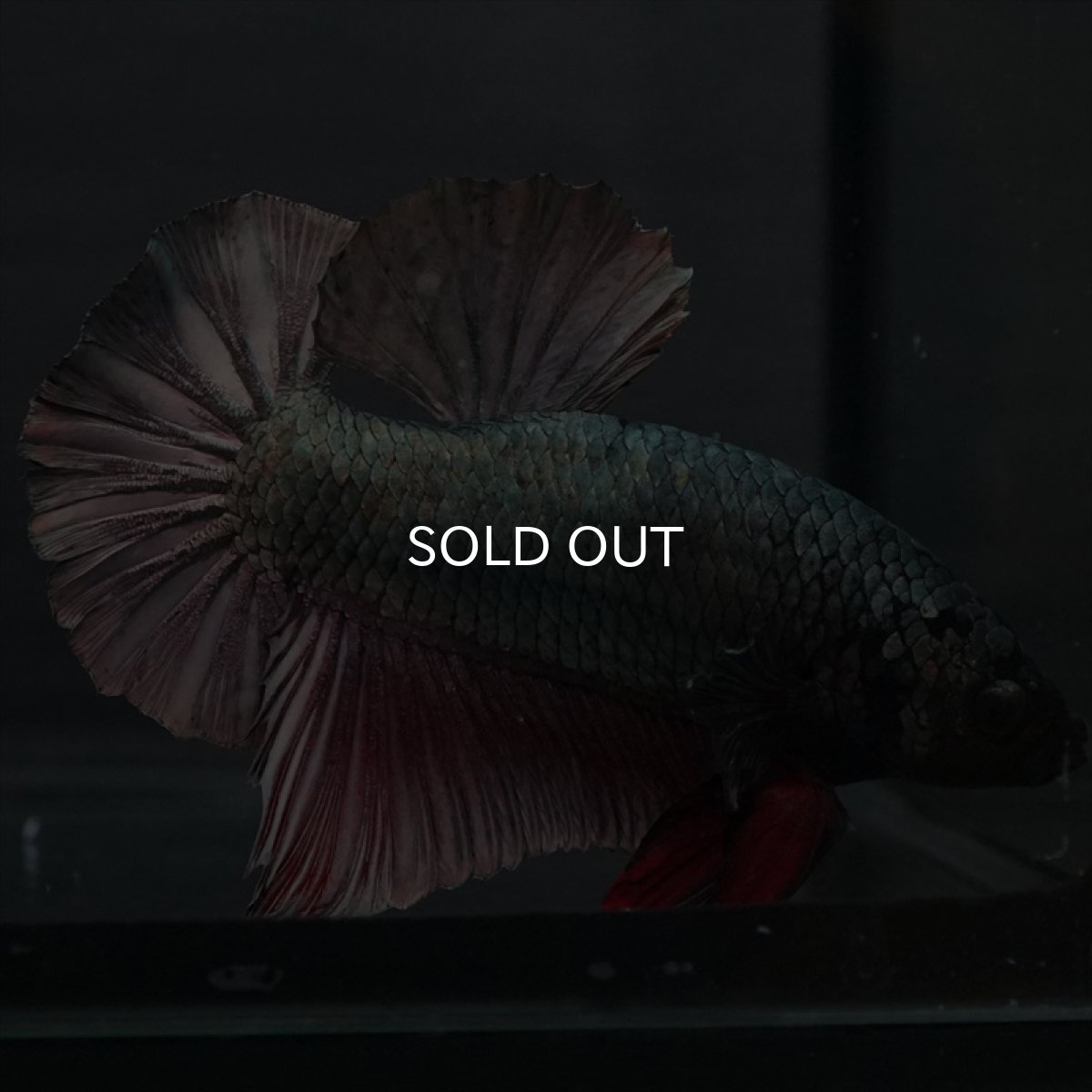 画像3: GHMPK　カッパー (3)