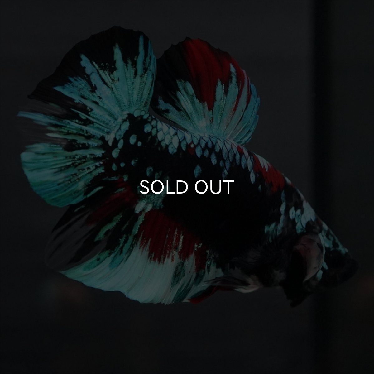 画像3: GHMPK　ブラックスター変わり柄 (3)