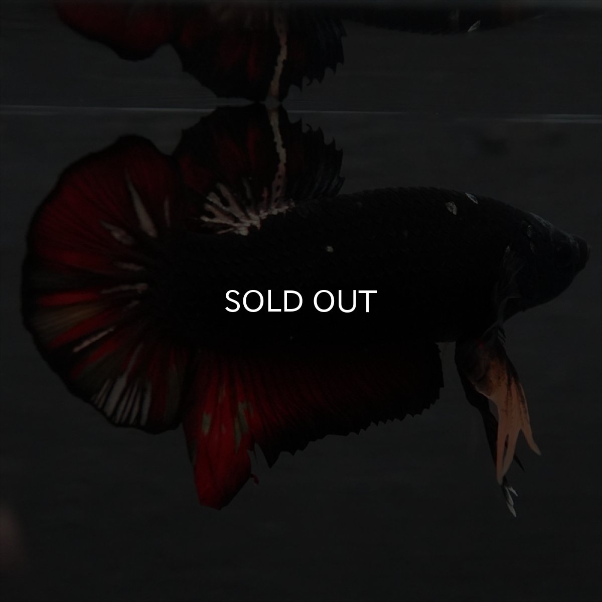 画像13: GHMPK　ブラックカッパースター変わり柄 (13)