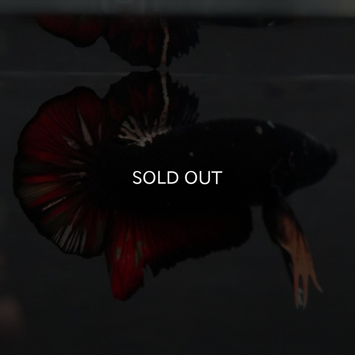 画像26: GHMPK　ブラックカッパースター変わり柄 (26)