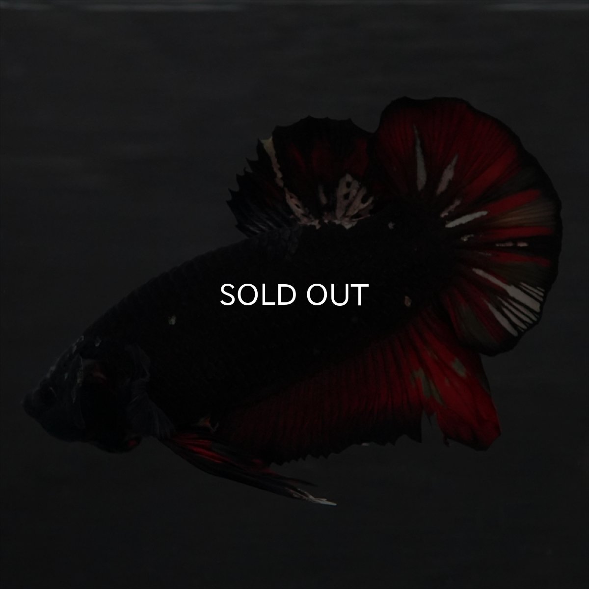 画像12: GHMPK　ブラックカッパースター変わり柄 (12)