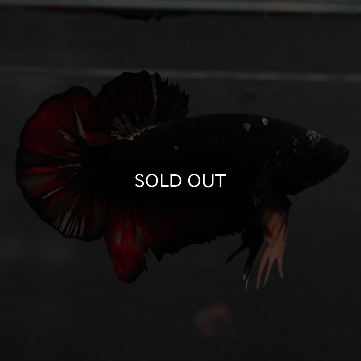 画像9: GHMPK　ブラックカッパースター変わり柄 (9)