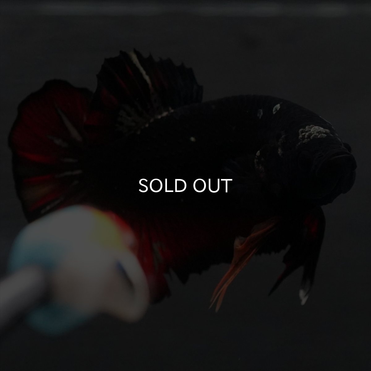 画像8: GHMPK　ブラックカッパースター変わり柄 (8)