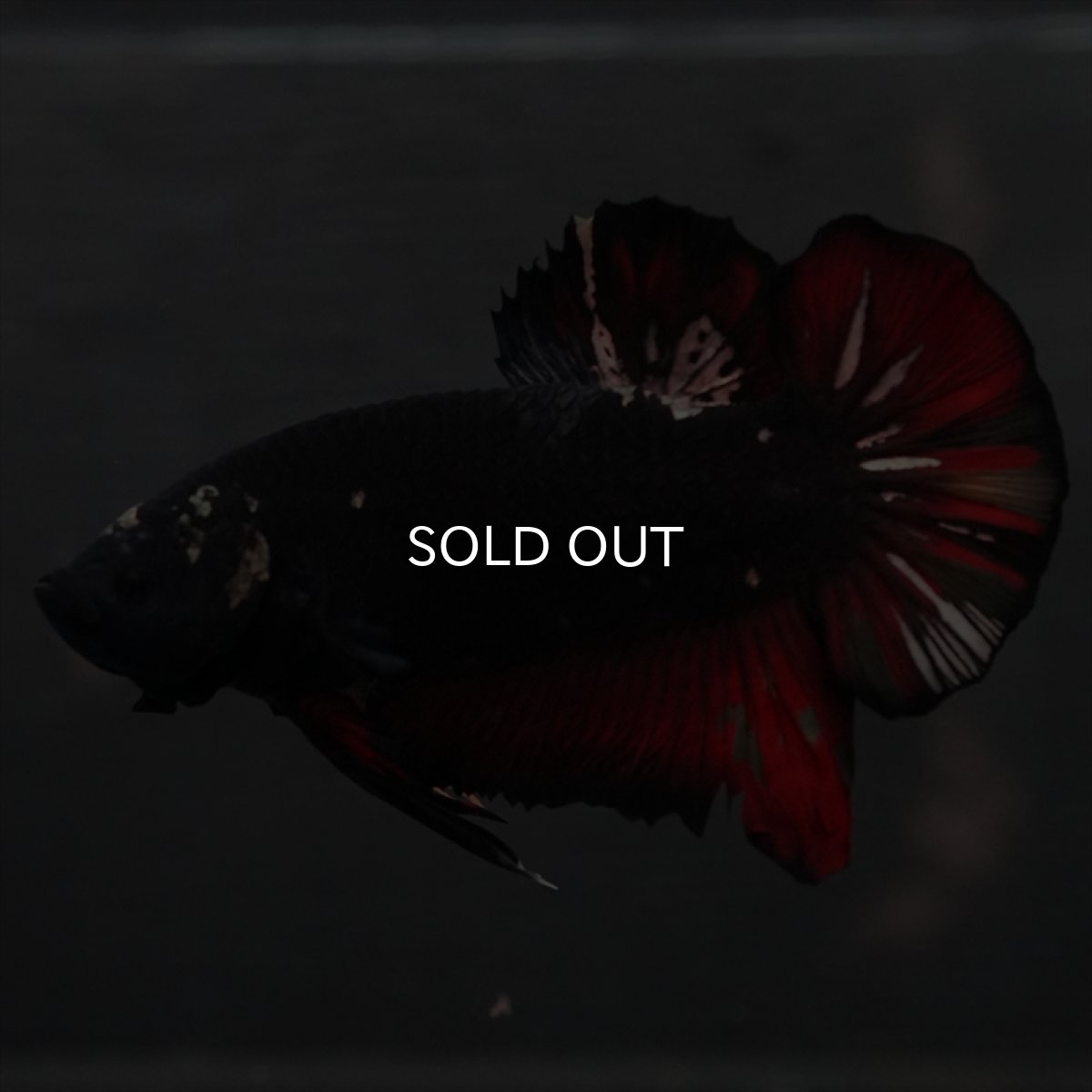 画像7: GHMPK　ブラックカッパースター変わり柄 (7)