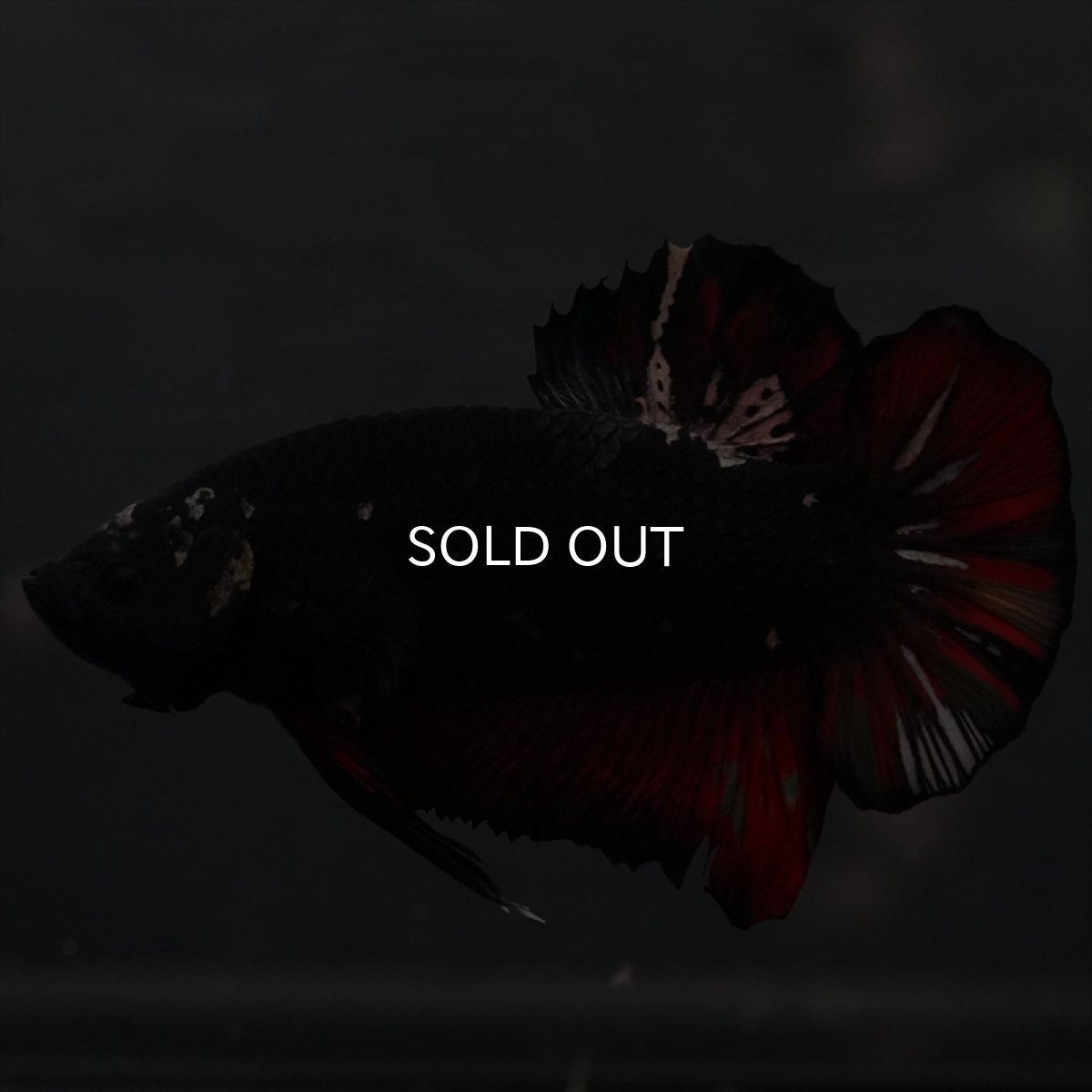 画像6: GHMPK　ブラックカッパースター変わり柄 (6)