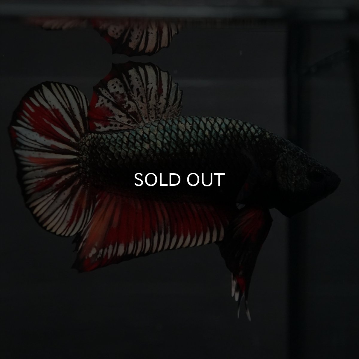 画像2: GHMPK　キャンディカッパー (2)