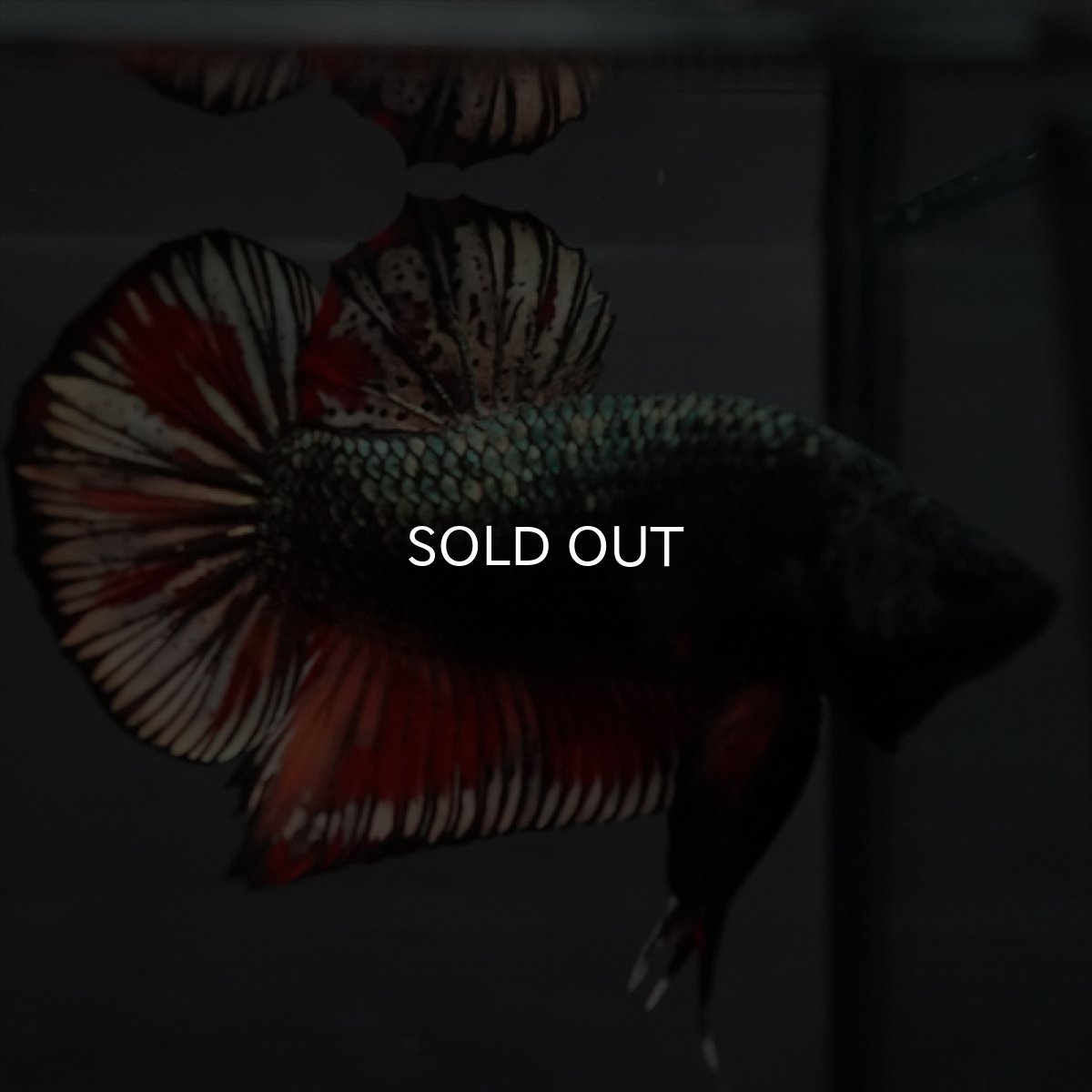 画像13: GHMPK　キャンディカッパー (13)