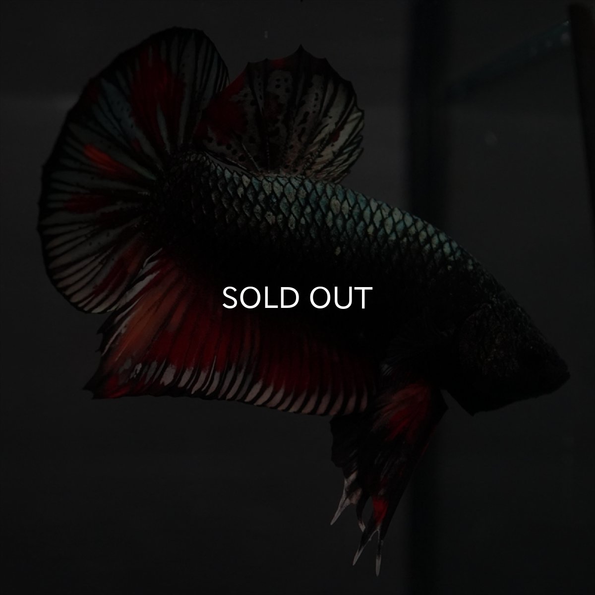 画像12: GHMPK　キャンディカッパー (12)