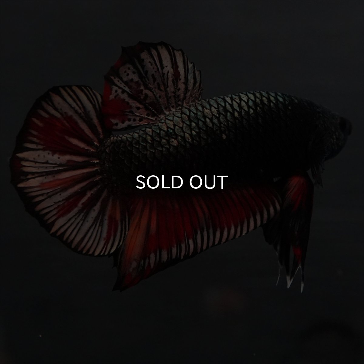 画像11: GHMPK　キャンディカッパー (11)