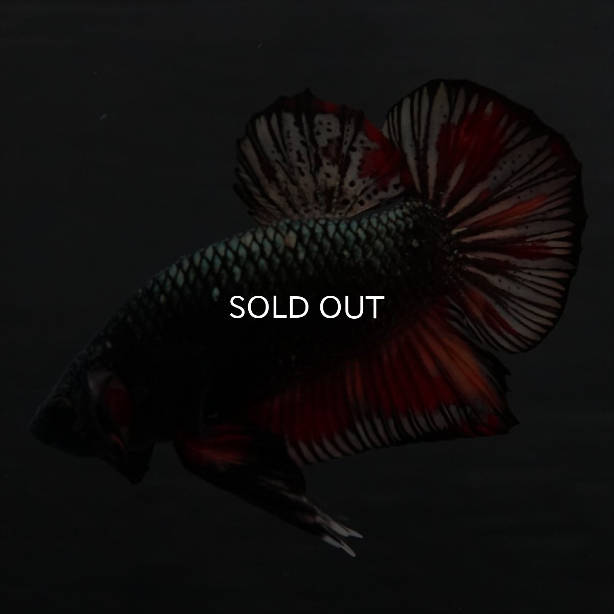 画像10: GHMPK　キャンディカッパー (10)