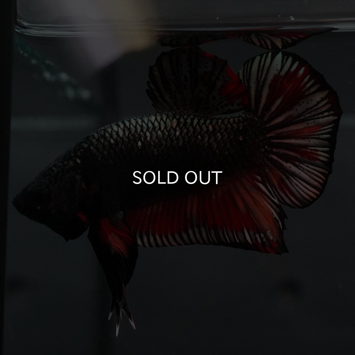 画像9: GHMPK　キャンディカッパー (9)