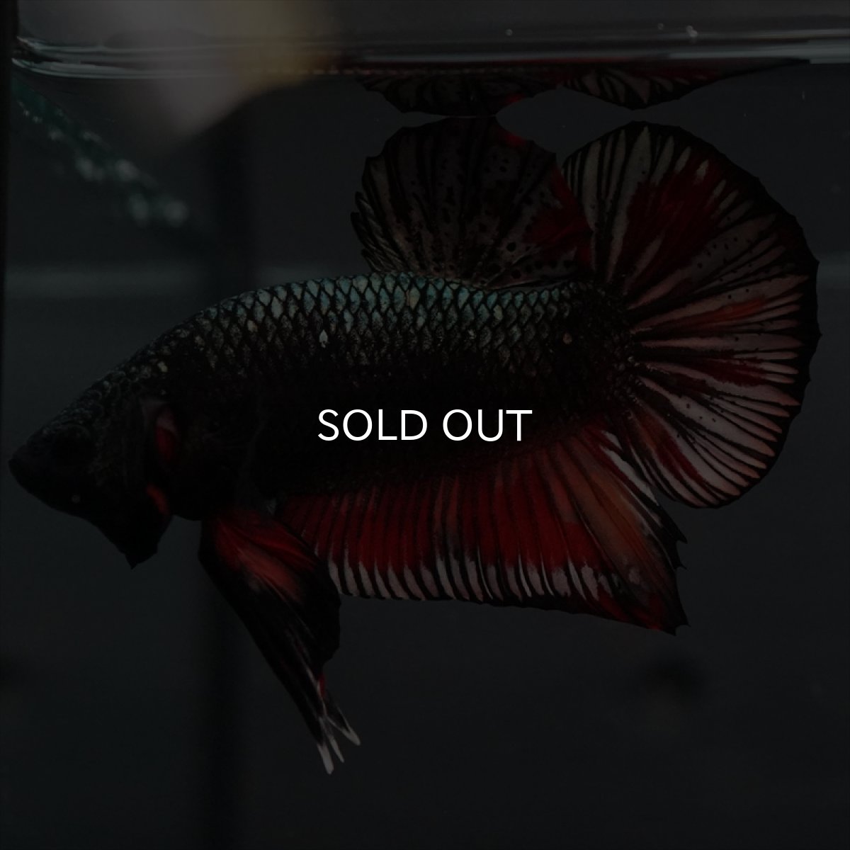 画像8: GHMPK　キャンディカッパー (8)