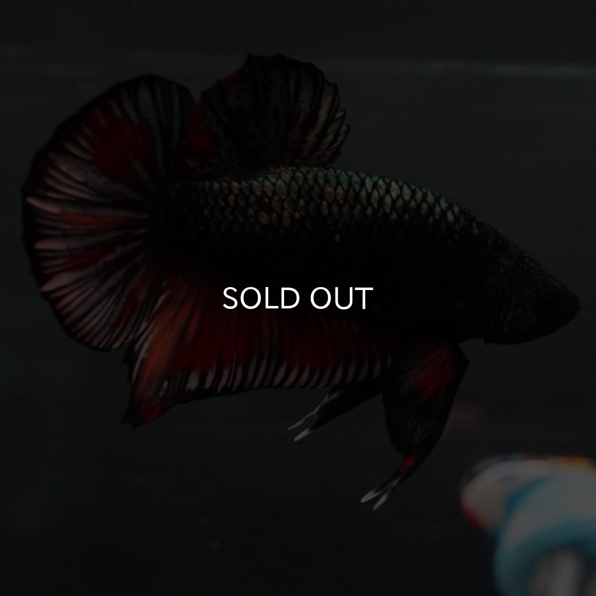 画像7: GHMPK　キャンディカッパー (7)