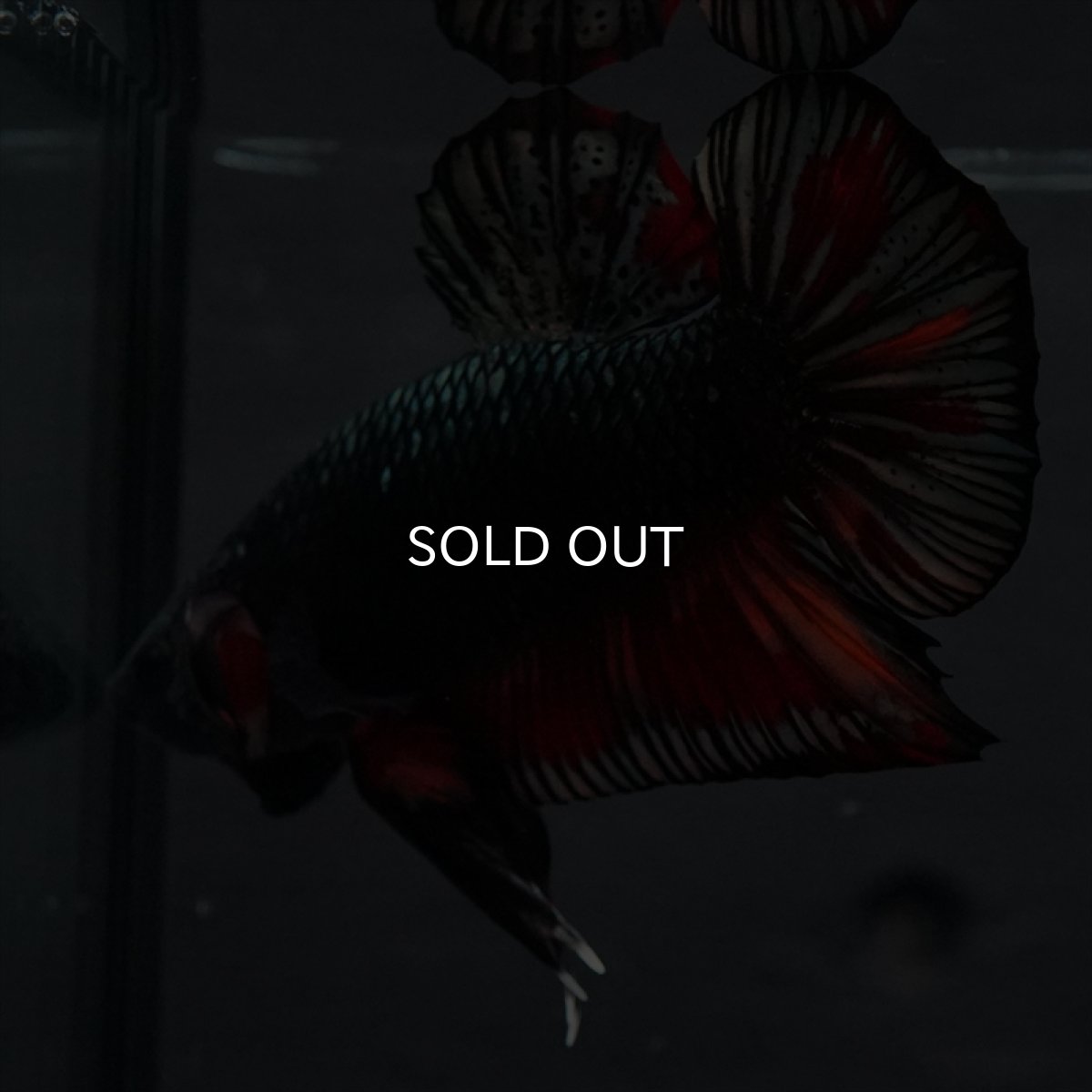 画像6: GHMPK　キャンディカッパー (6)