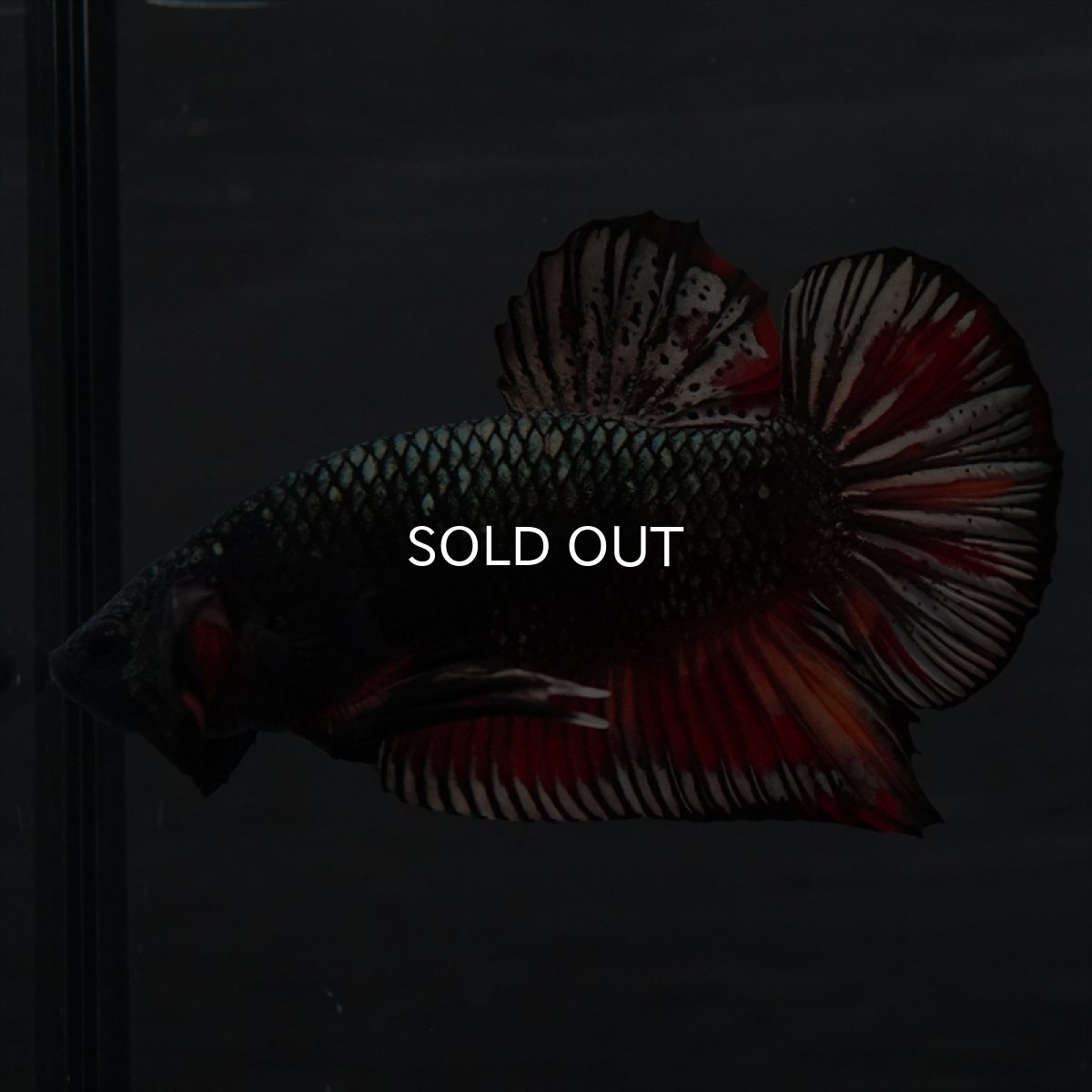 画像5: GHMPK　キャンディカッパー (5)