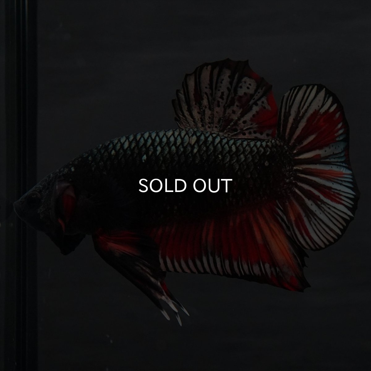 画像4: GHMPK　キャンディカッパー (4)