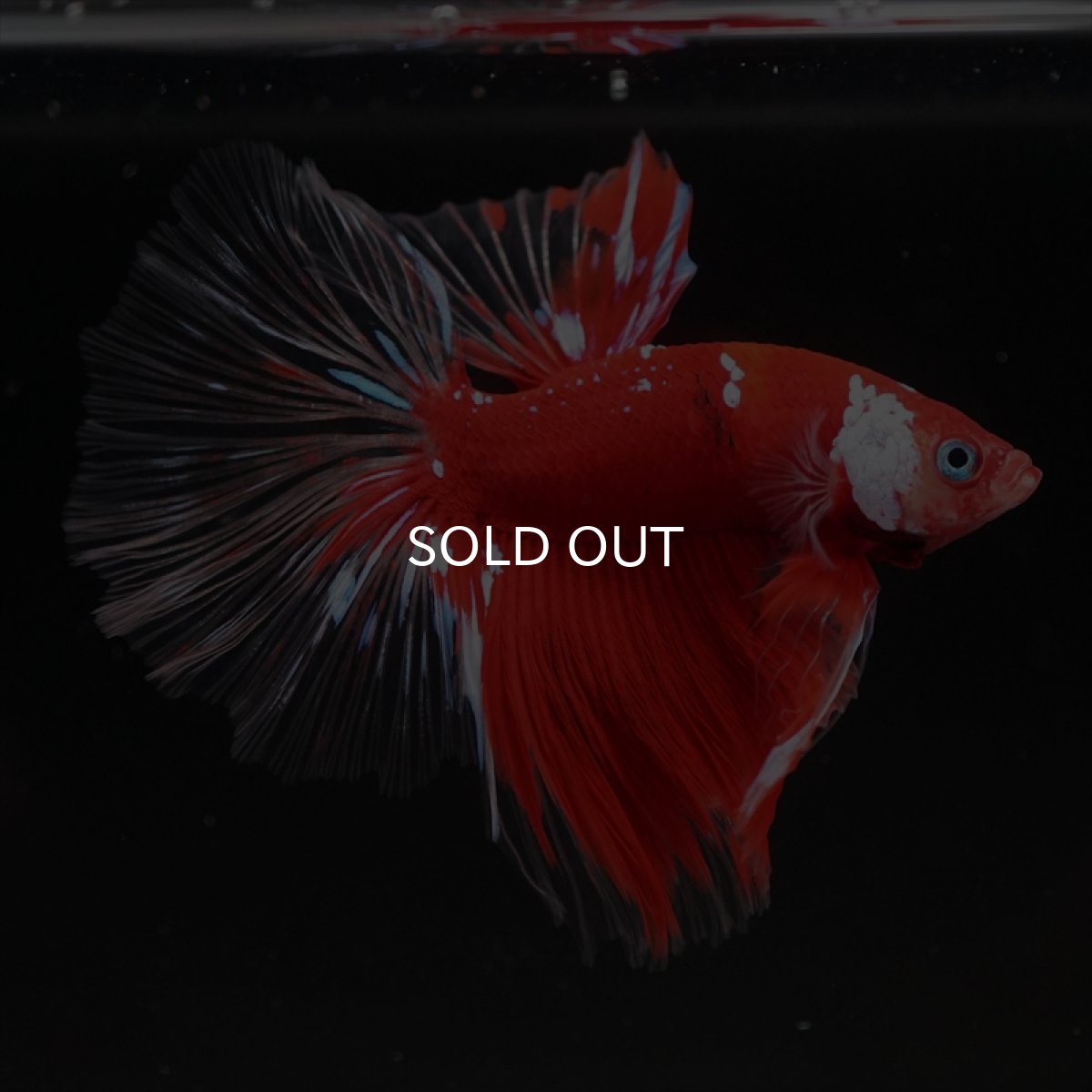 画像15: HM　レッドギャラクシー　クリアフィン (15)