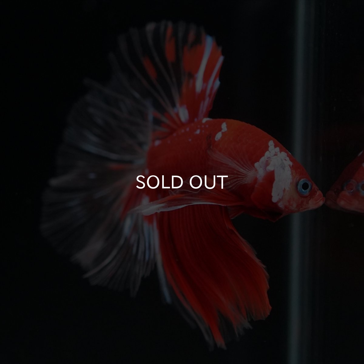 画像14: HM　レッドギャラクシー　クリアフィン (14)