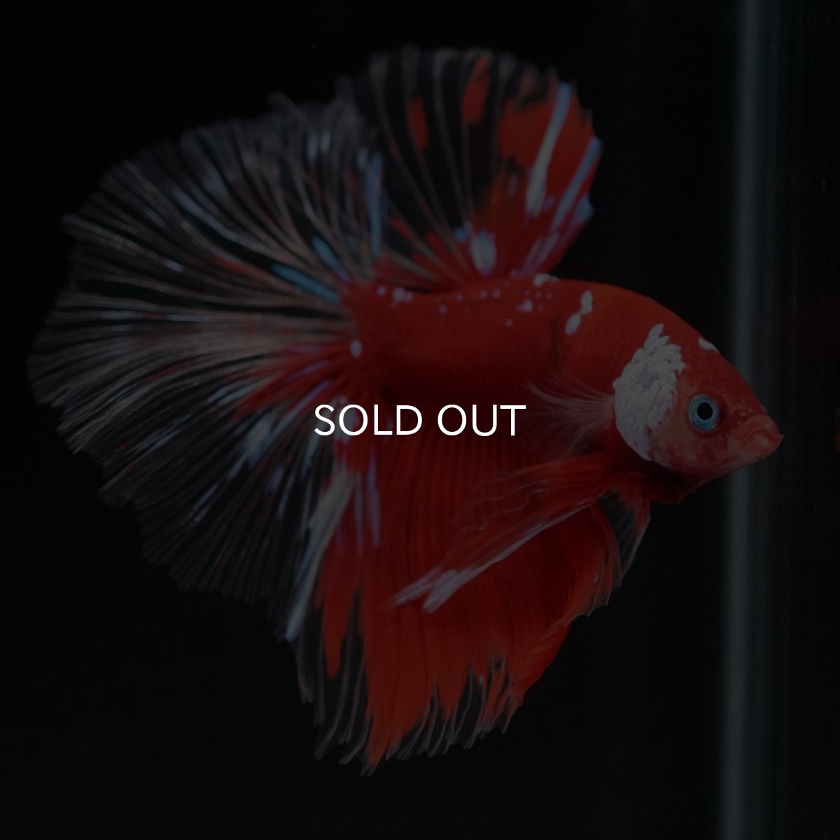 画像13: HM　レッドギャラクシー　クリアフィン (13)