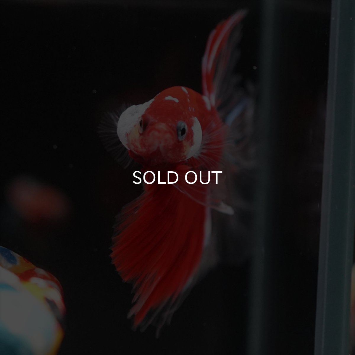 画像12: HM　レッドギャラクシー　クリアフィン (12)