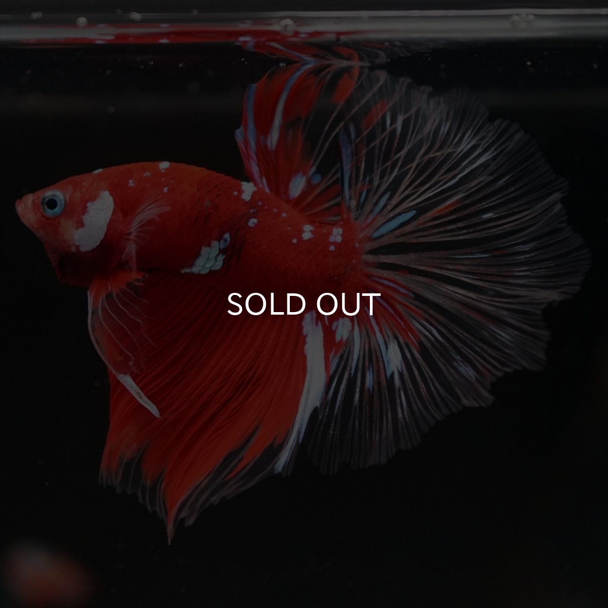 画像11: HM　レッドギャラクシー　クリアフィン (11)