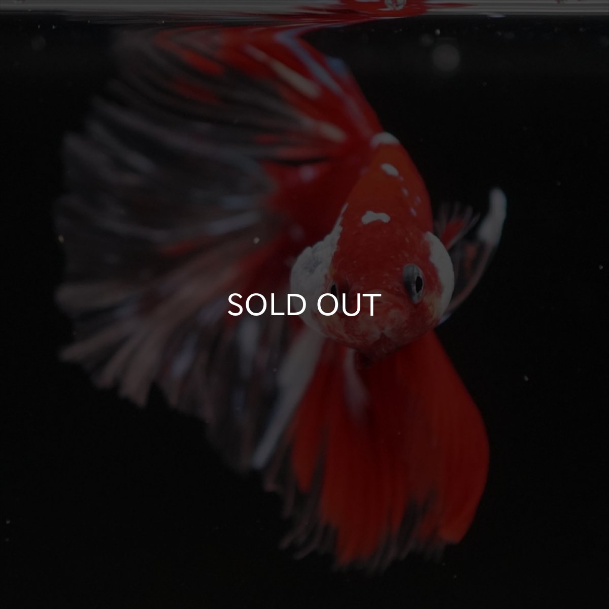 画像10: HM　レッドギャラクシー　クリアフィン (10)