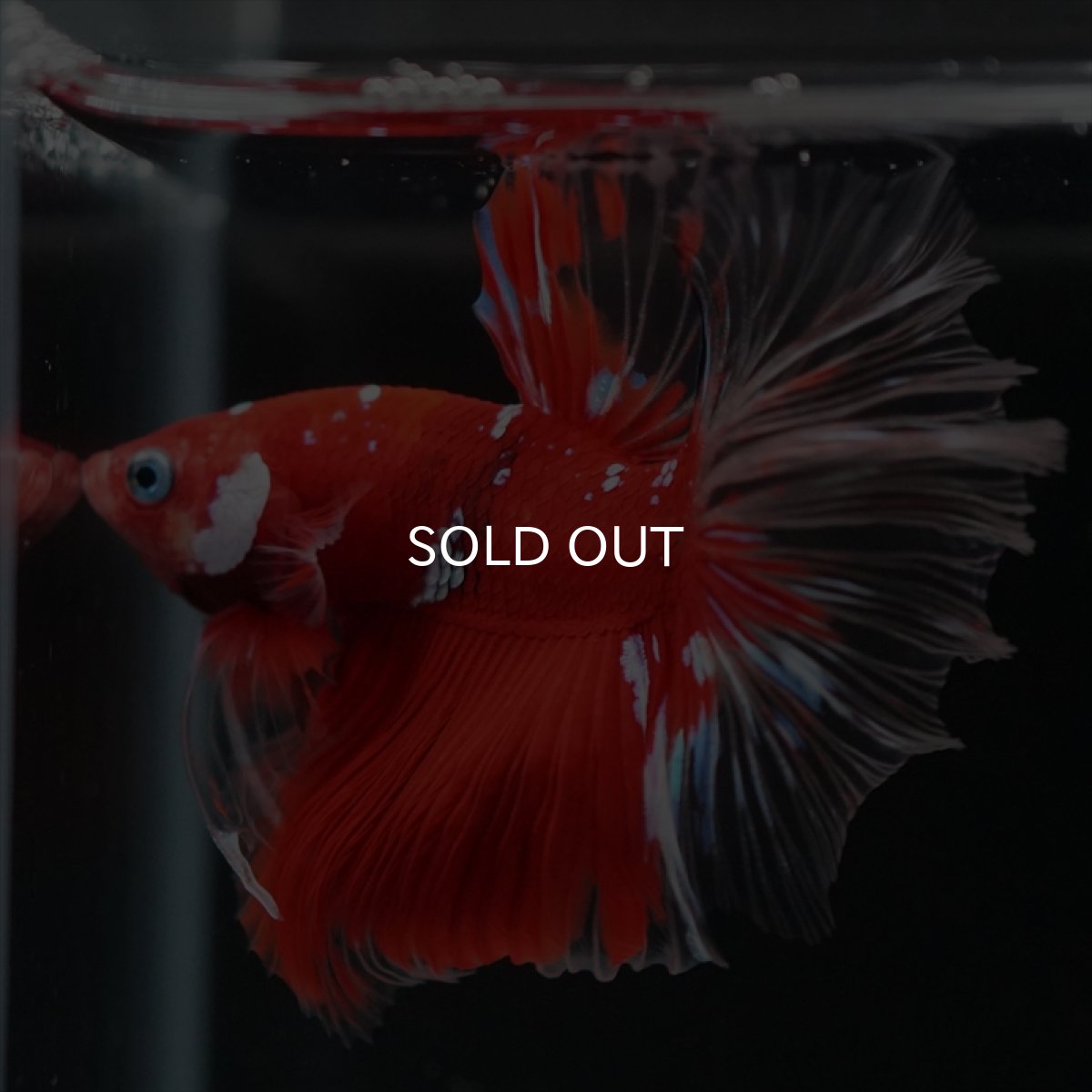 画像9: HM　レッドギャラクシー　クリアフィン (9)