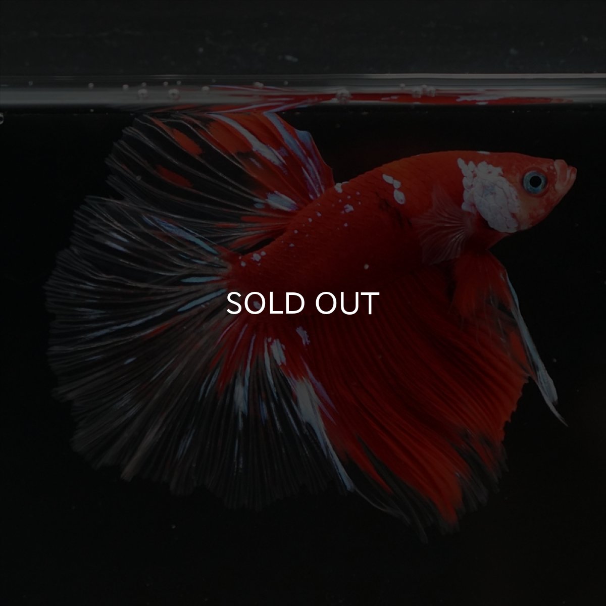 画像8: HM　レッドギャラクシー　クリアフィン (8)