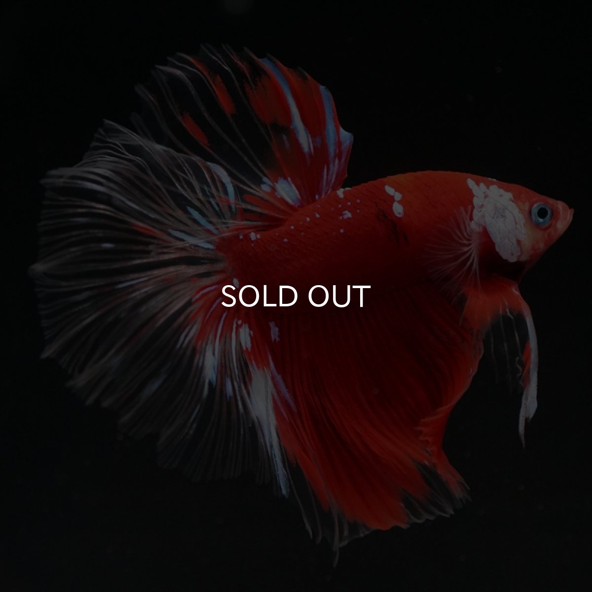 画像7: HM　レッドギャラクシー　クリアフィン (7)