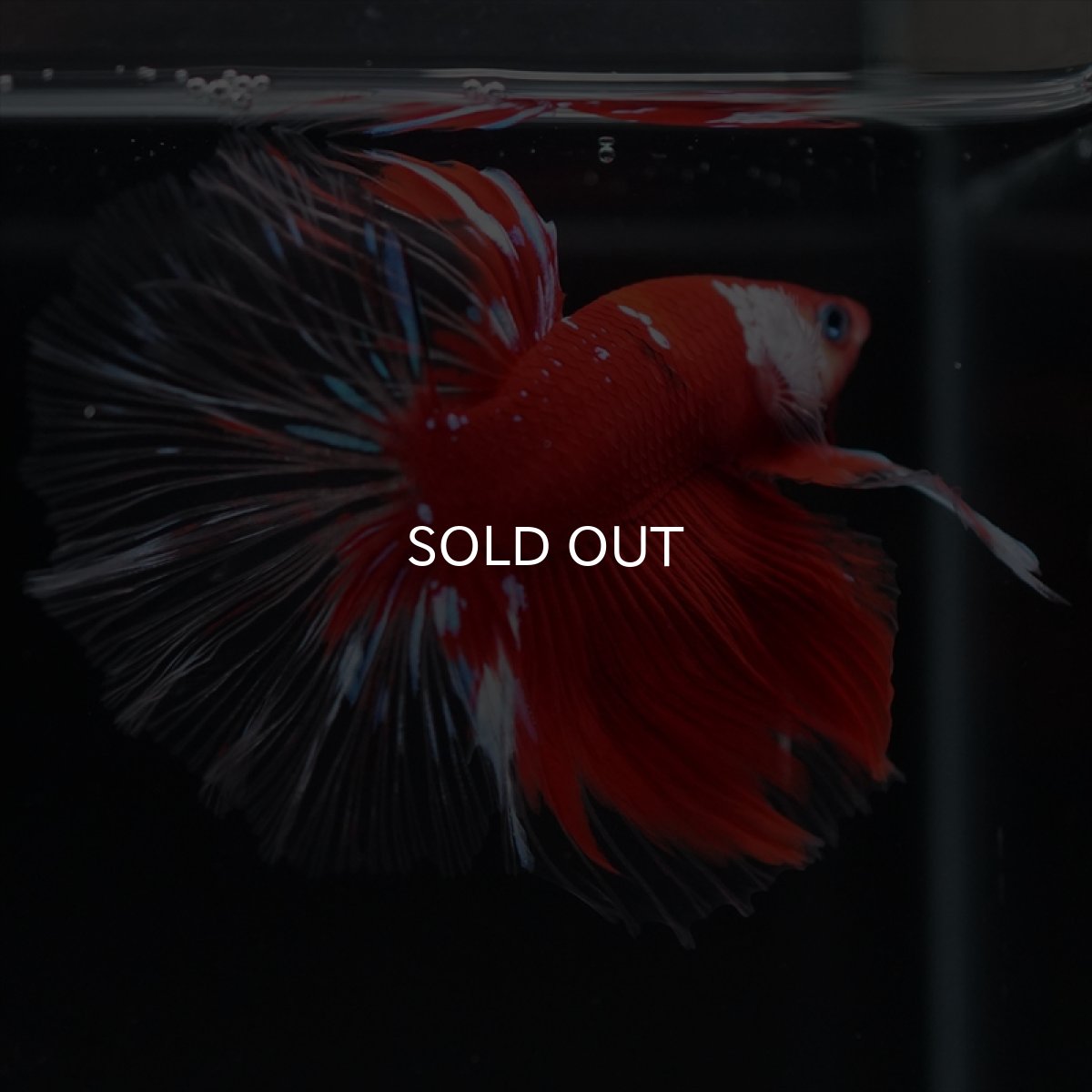 画像6: HM　レッドギャラクシー　クリアフィン (6)