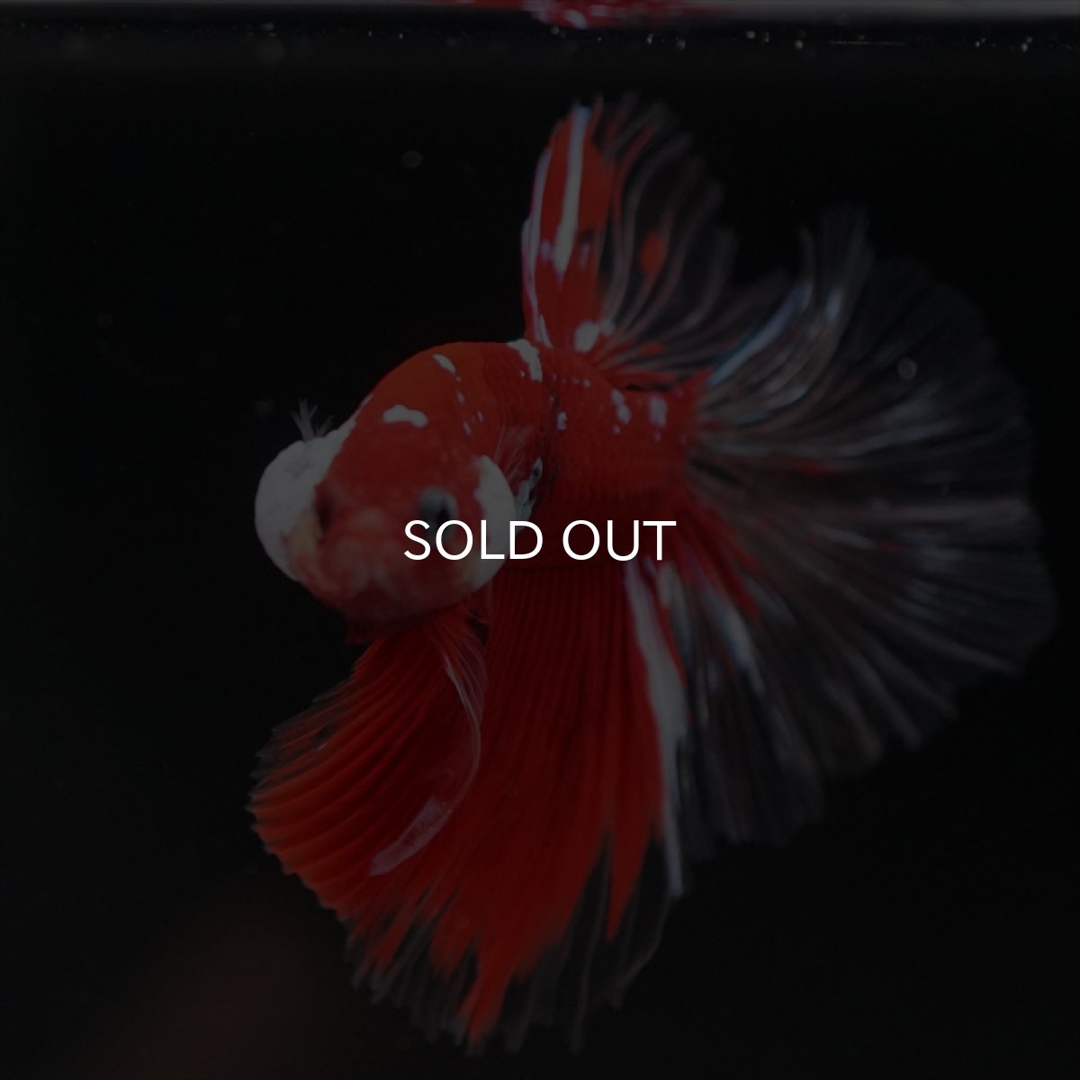 画像5: HM　レッドギャラクシー　クリアフィン (5)