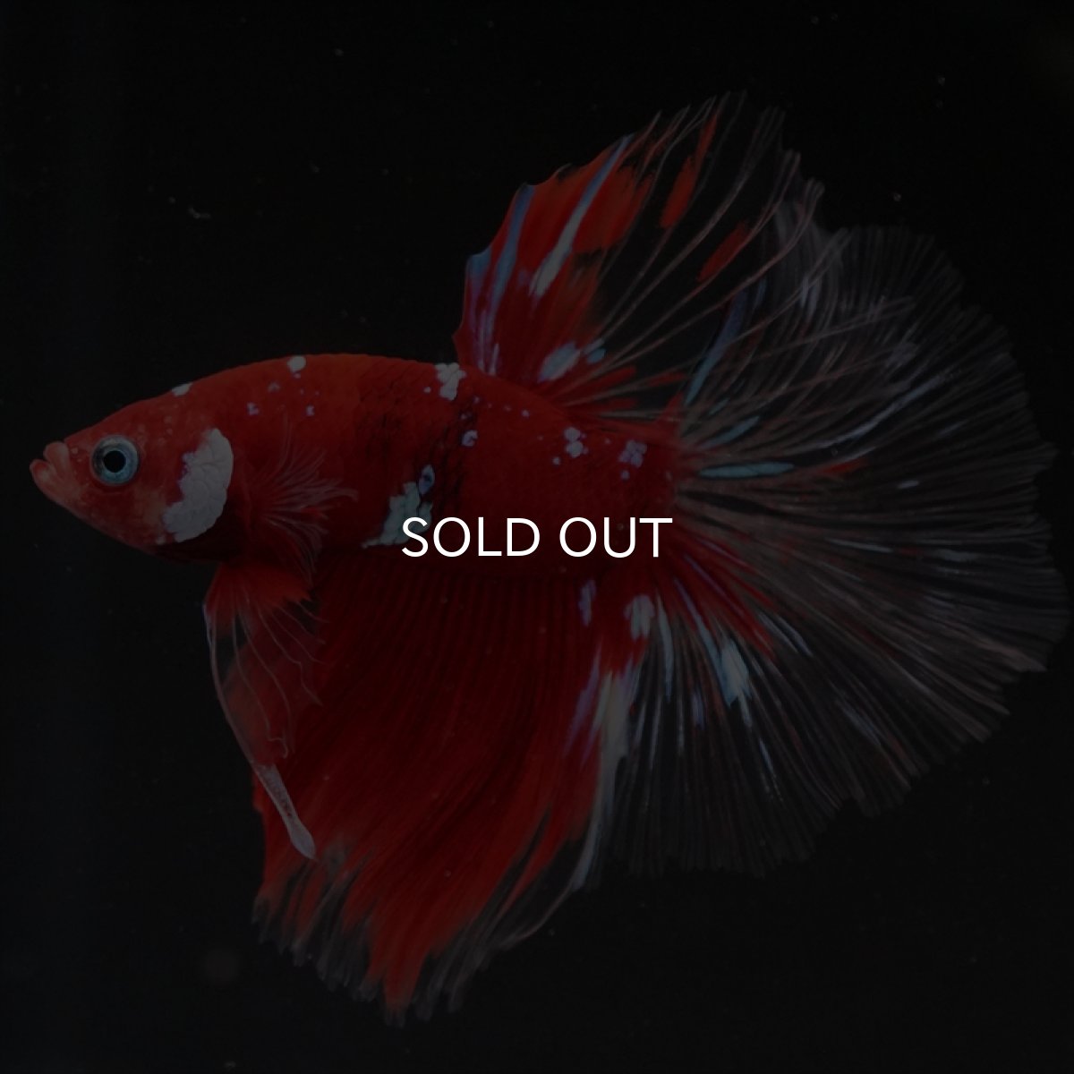 画像4: HM　レッドギャラクシー　クリアフィン (4)