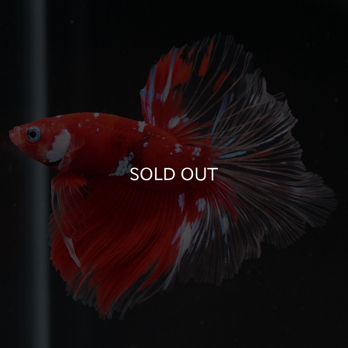 画像3: HM　レッドギャラクシー　クリアフィン (3)