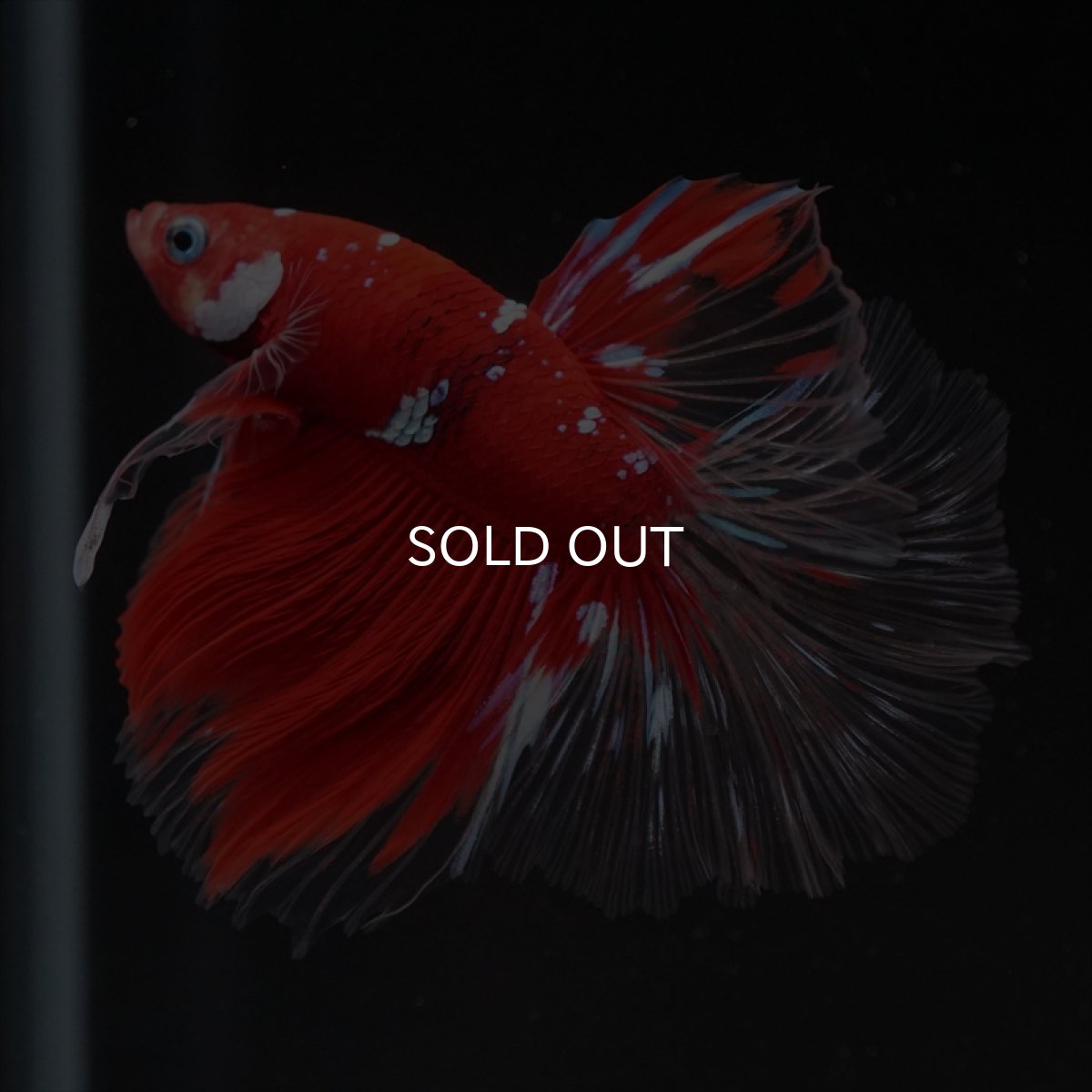 画像2: HM　レッドギャラクシー　クリアフィン (2)