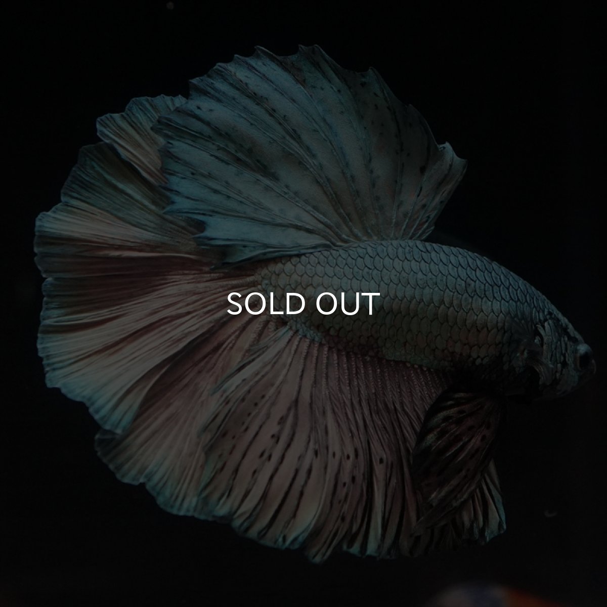 画像2: HM　カッパー (2)