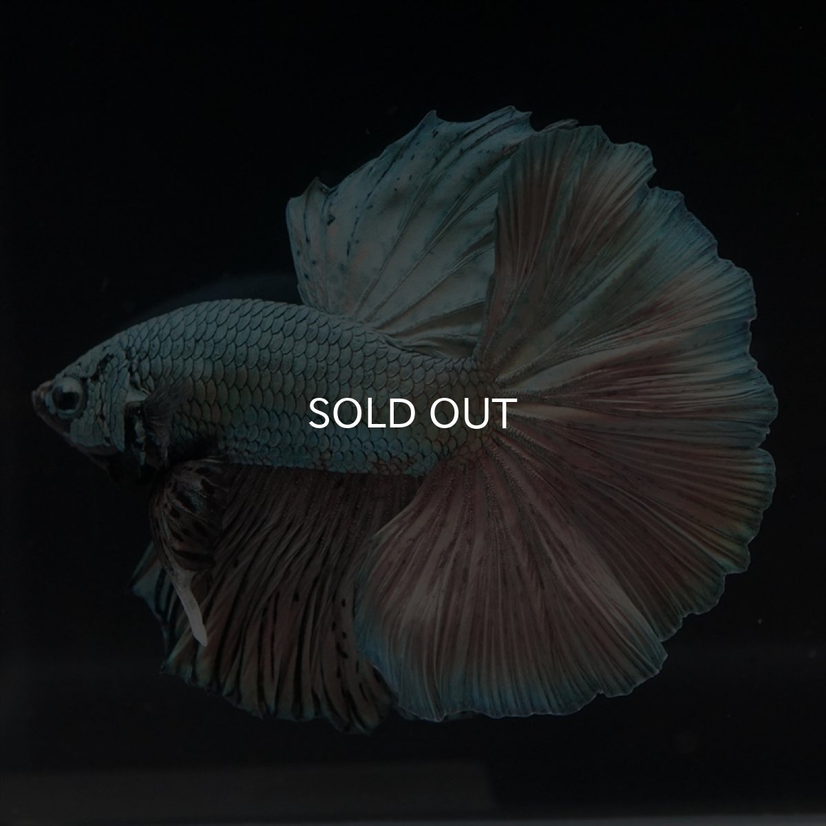 画像8: HM　カッパー (8)