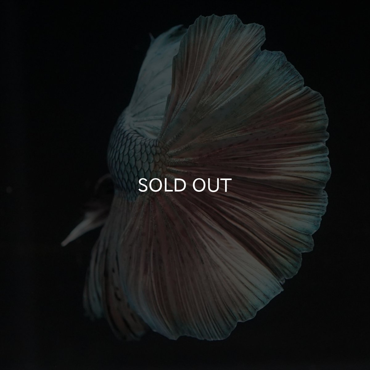 画像3: HM　カッパー (3)